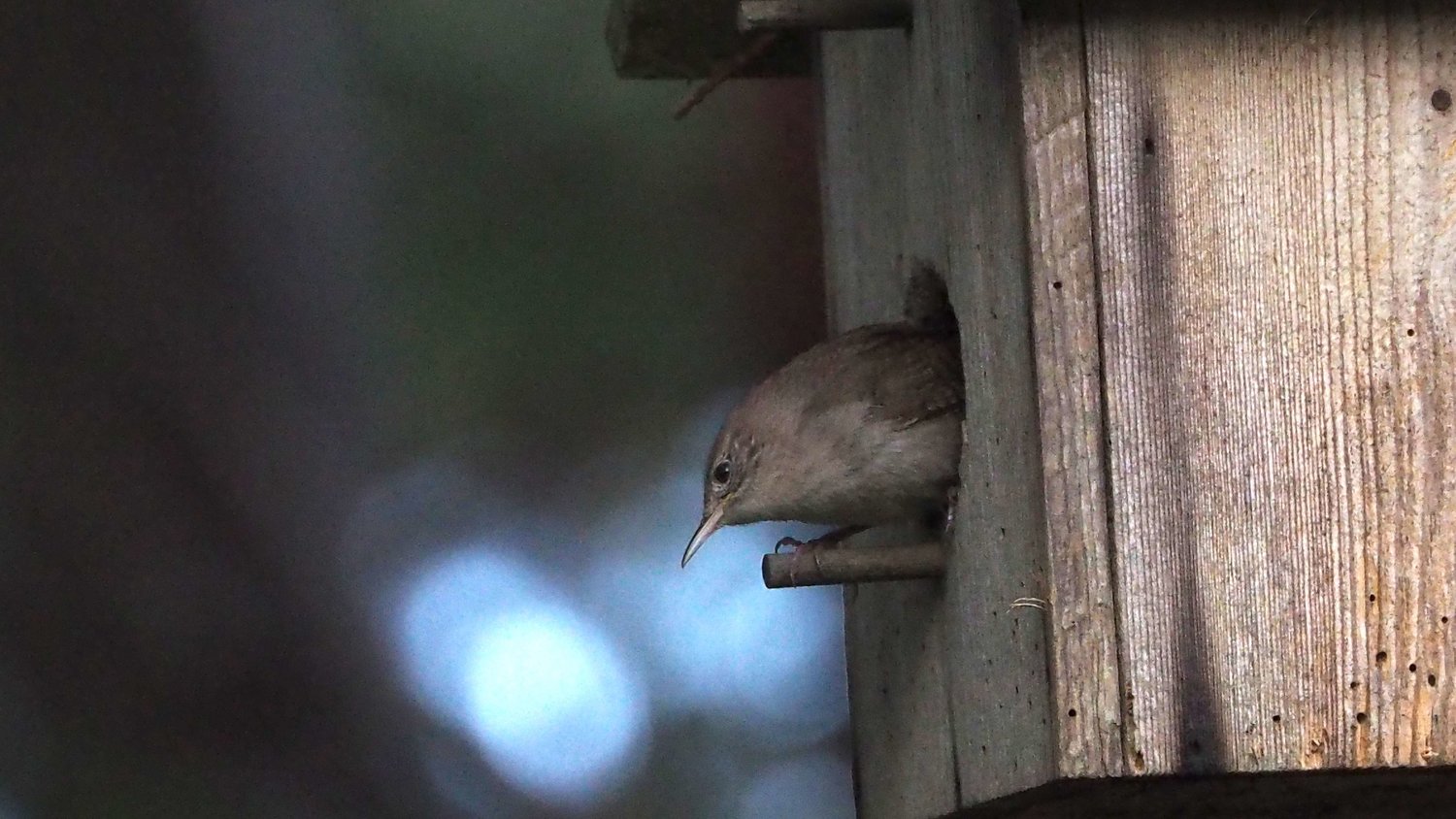 A wren departs its nesting box.